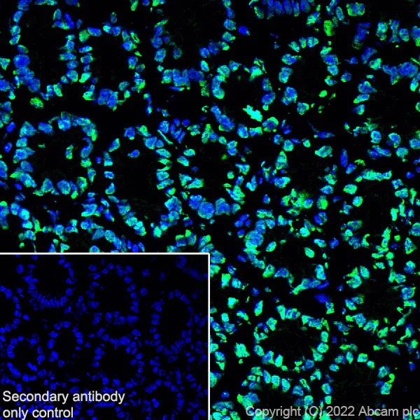 Immunohistochemistry (Frozen sections) - Anti-Histone H3 (acetyl K4+K9+K14+K18+K23+K27) antibody [RM1045] - BSA and Azide free (AB300642)