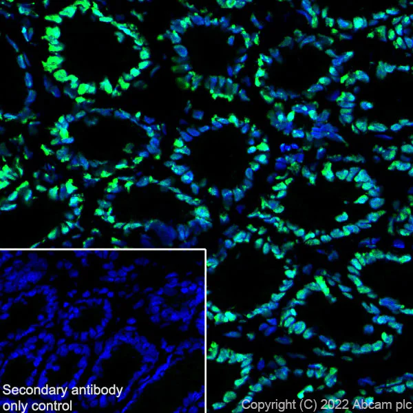 Immunohistochemistry (Frozen sections) - Anti-Histone H3 (acetyl K4+K9+K14+K18+K23+K27) antibody [RM1045] - BSA and Azide free (AB300642)