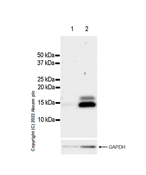 Western blot - Anti-Histone H3 (acetyl K4+K9+K14+K18+K23+K27) antibody [RM1045] - BSA and Azide free (AB300642)