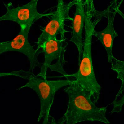 Immunocytochemistry/ Immunofluorescence - Anti-Histone H3 (acetyl K56) antibody [RM179] (AB238307)