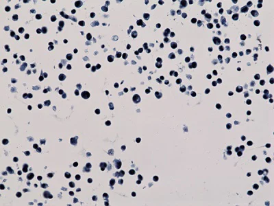 Immunocytochemistry/ Immunofluorescence - Anti-Histone H3 (acetyl K56) antibody [RM179] (AB238307)