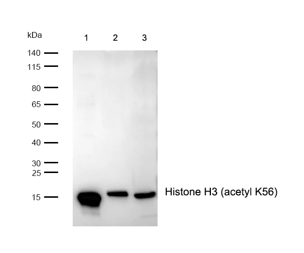 Western blot - Anti-Histone H3 (acetyl K56) antibody [SR2687] (AB326692)