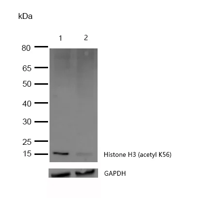 Western blot - Anti-Histone H3 (acetyl K56) antibody [SR2687] (AB326692)
