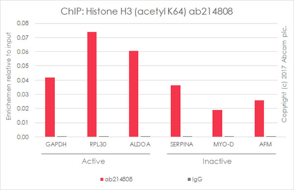 Anti-Histone H3 (acetyl K64) antibody [EPR20713] - BSA and Azide free