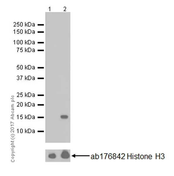 Western blot - Anti-Histone H3 (acetyl K64) antibody [EPR20713] - BSA and Azide free (AB251549)