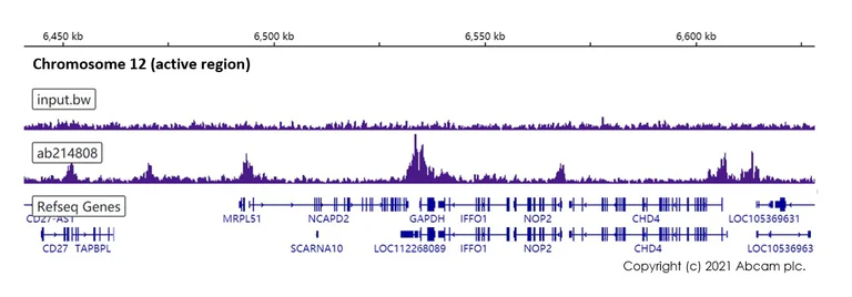 ChIP-sequencing - Anti-Histone H3 (acetyl K64) antibody [EPR20713] - ChIP Grade (AB214808)