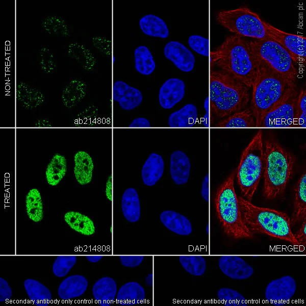 Immunocytochemistry/ Immunofluorescence - Anti-Histone H3 (acetyl K64) antibody [EPR20713] - ChIP Grade (AB214808)