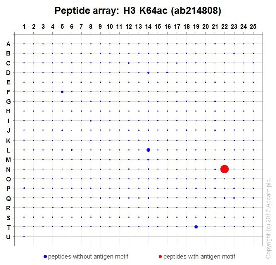 Peptide Array - Anti-Histone H3 (acetyl K64) antibody [EPR20713] - ChIP Grade (AB214808)