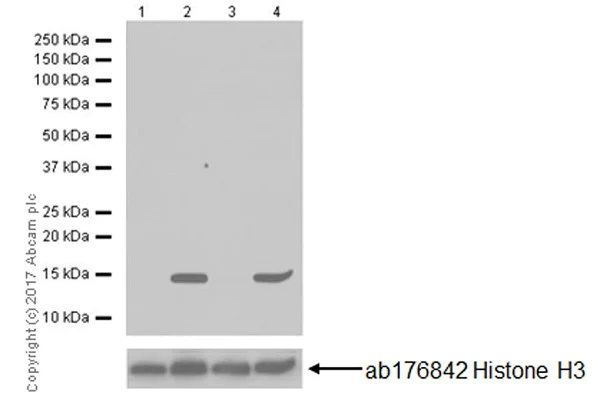 Western blot - Anti-Histone H3 (acetyl K64) antibody [EPR20713] - ChIP Grade (AB214808)