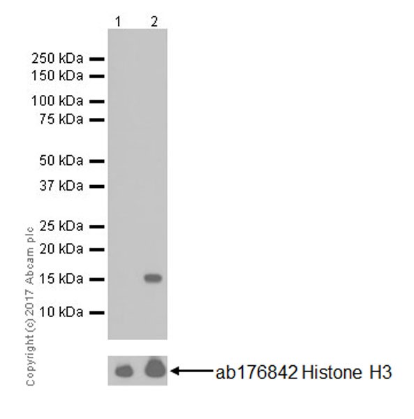 Western blot - Anti-Histone H3 (acetyl K64) antibody [EPR20713] - ChIP Grade (AB214808)