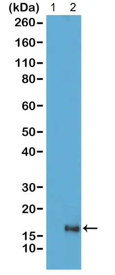 Western blot - Anti-Histone H3 (acetyl K79) antibody [RM156] (AB214731)