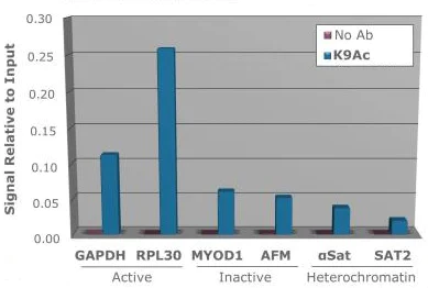 ChIP - Anti-Histone H3 (acetyl K9) antibody (AB272150)