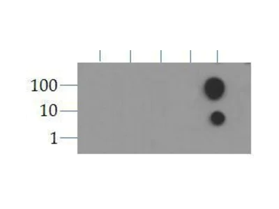 Dot Blot - Anti-Histone H3 (acetyl K9) antibody (AB272150)