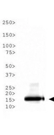 Western blot - Anti-Histone H3 (acetyl K9) antibody (AB272150)