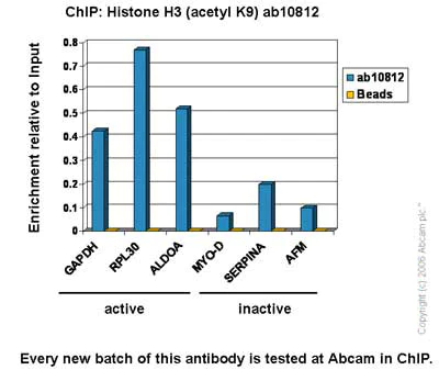 ChIP - Anti-Histone H3 (acetyl K9) antibody - ChIP Grade (AB10812)