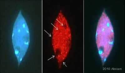 Immunocytochemistry/ Immunofluorescence - Anti-Histone H3 (acetyl K9) antibody - ChIP Grade (AB10812)