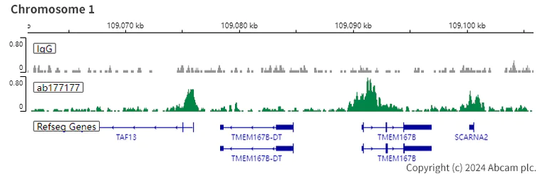 ChIC/CUT&RUN sequencing - Anti-Histone H3 (acetyl K9) antibody [EPR16988] - BSA and Azide free (AB239404)