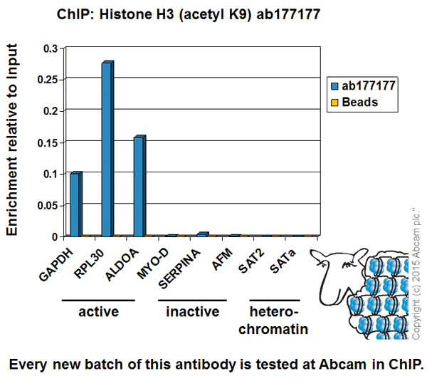 ChIP - Anti-Histone H3 (acetyl K9) antibody [EPR16988] - BSA and Azide free (AB239404)