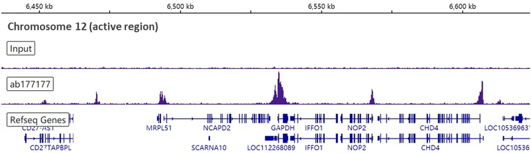 ChIP-sequencing - Anti-Histone H3 (acetyl K9) antibody [EPR16988] - BSA and Azide free (AB239404)