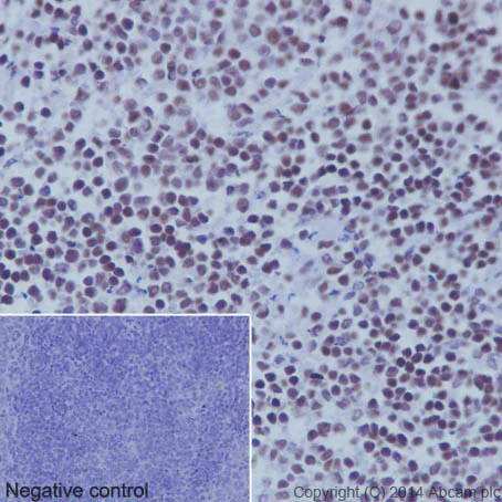Immunohistochemistry (Formalin/PFA-fixed paraffin-embedded sections) - Anti-Histone H3 (acetyl K9) antibody [EPR16988] - BSA and Azide free (AB239404)
