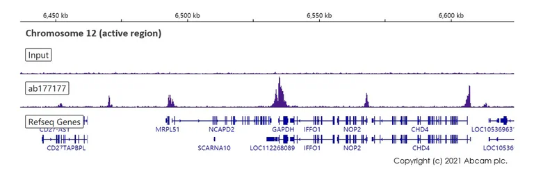 ChIP-sequencing - Anti-Histone H3 (acetyl K9) antibody [EPR16988] - ChIP Grade (AB177177)