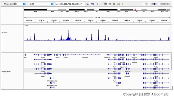 CUT&Tag - Anti-Histone H3 (acetyl K9) antibody [EPR16988] - ChIP Grade (AB177177)