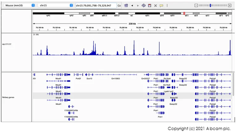 CUT&Tag sequencing - Anti-Histone H3 (acetyl K9) antibody [EPR16988] - ChIP Grade (AB177177)
