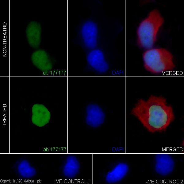 Immunocytochemistry/ Immunofluorescence - Anti-Histone H3 (acetyl K9) antibody [EPR16988] - ChIP Grade (AB177177)