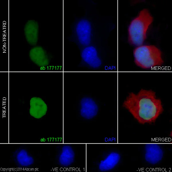 Immunocytochemistry/ Immunofluorescence - Anti-Histone H3 (acetyl K9) antibody [EPR16988] - ChIP Grade (AB177177)
