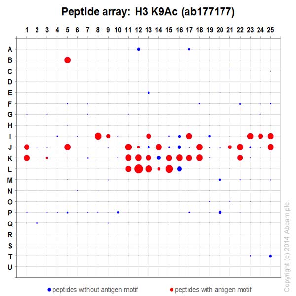 Anti-Histone H3 (acetyl K9) antibody [EPR16988] - ChIP Grade