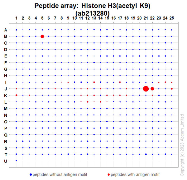 Peptide Array - Anti-Histone H3 (acetyl K9) antibody [EPR21217] (AB213280)