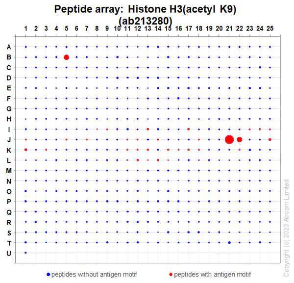 Peptide Array - Anti-Histone H3 (acetyl K9) antibody [EPR21217] (AB213280)