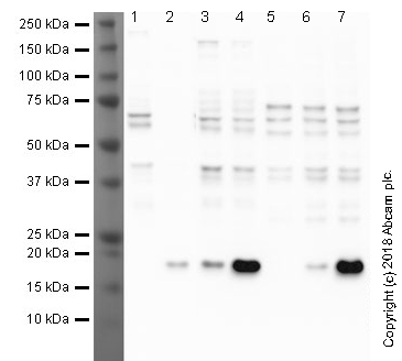 Western blot - Anti-Histone H3 (acetyl K9) antibody [EPR21217] (AB213280)