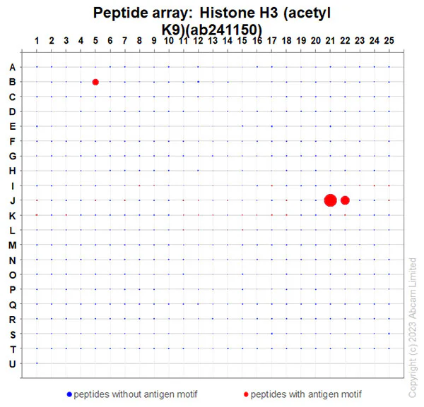Peptide Array - Anti-Histone H3 (acetyl K9) antibody [EPR21238] (AB241150)