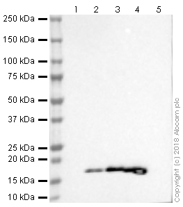 Western blot - Anti-Histone H3 (acetyl K9) antibody [EPR21238] (AB241150)