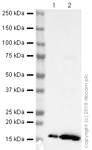 Western blot - Anti-Histone H3 (acetyl K9) antibody [EPR21238] (AB241150)