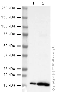 Western blot - Anti-Histone H3 (acetyl K9) antibody [EPR21238] (AB241150)