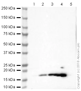 Western blot - Anti-Histone H3 (acetyl K9) antibody [EPR21239] (AB241151)