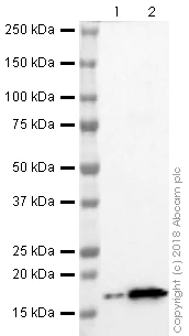 Western blot - Anti-Histone H3 (acetyl K9) antibody [EPR21239] (AB241151)