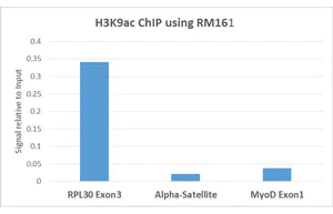ChIP - Anti-Histone H3 (acetyl K9) antibody [RM161] (AB218553)