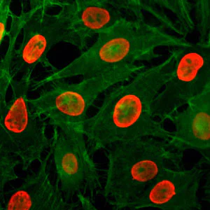 Immunocytochemistry/ Immunofluorescence - Anti-Histone H3 (acetyl K9) antibody [RM161] (AB218553)