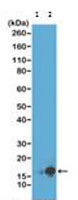 Western blot - Anti-Histone H3 (acetyl K9) antibody [RM161] (AB218553)
