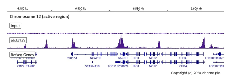ChIP-sequencing - Anti-Histone H3 (acetyl K9) antibody [Y28] - ChIP Grade (AB32129)