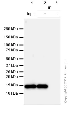 Immunoprecipitation - Anti-Histone H3 (acetyl K9) antibody [Y28] - ChIP Grade (AB32129)