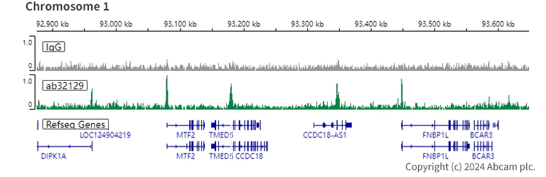 ChIC/CUT&RUN sequencing - Anti-Histone H3 (acetyl K9) antibody [Y28] - ChIP Grade - BSA and Azide free (AB203951)