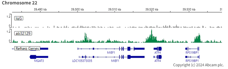 ChIC/CUT&RUN sequencing - Anti-Histone H3 (acetyl K9) antibody [Y28] - ChIP Grade - BSA and Azide free (AB203951)