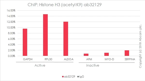 ChIP - Anti-Histone H3 (acetyl K9) antibody [Y28] - ChIP Grade - BSA and Azide free (AB203951)
