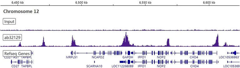 ChIP-sequencing - Anti-Histone H3 (acetyl K9) antibody [Y28] - ChIP Grade - BSA and Azide free (AB203951)