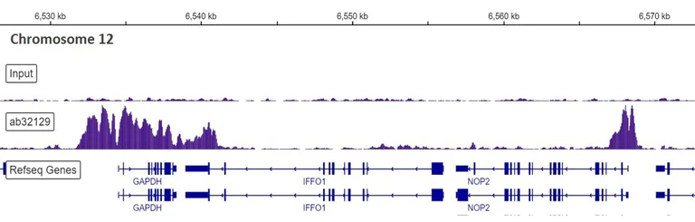 ChIP-sequencing - Anti-Histone H3 (acetyl K9) antibody [Y28] - ChIP Grade - BSA and Azide free (AB203951)