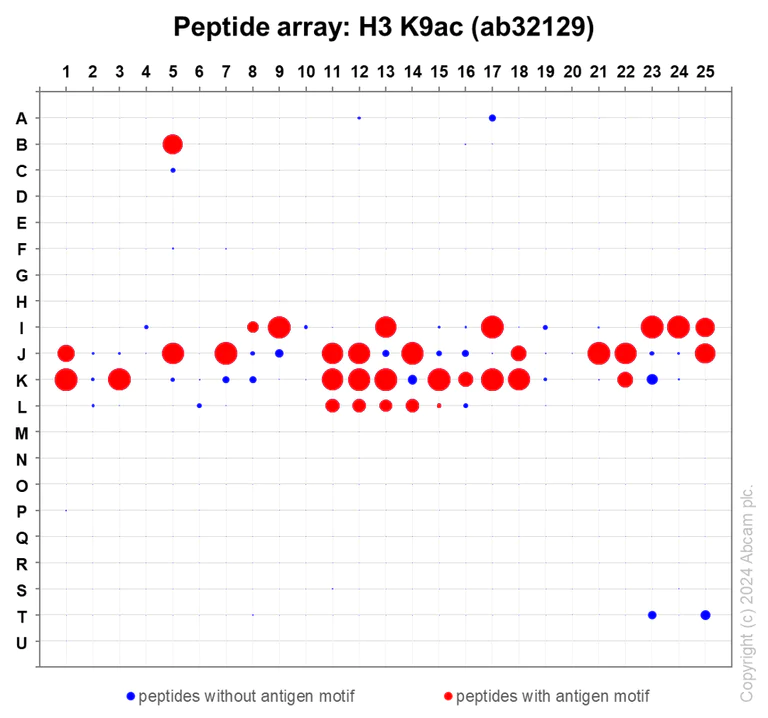 Peptide Array - Anti-Histone H3 (acetyl K9) antibody [Y28] - ChIP Grade - BSA and Azide free (AB203951)